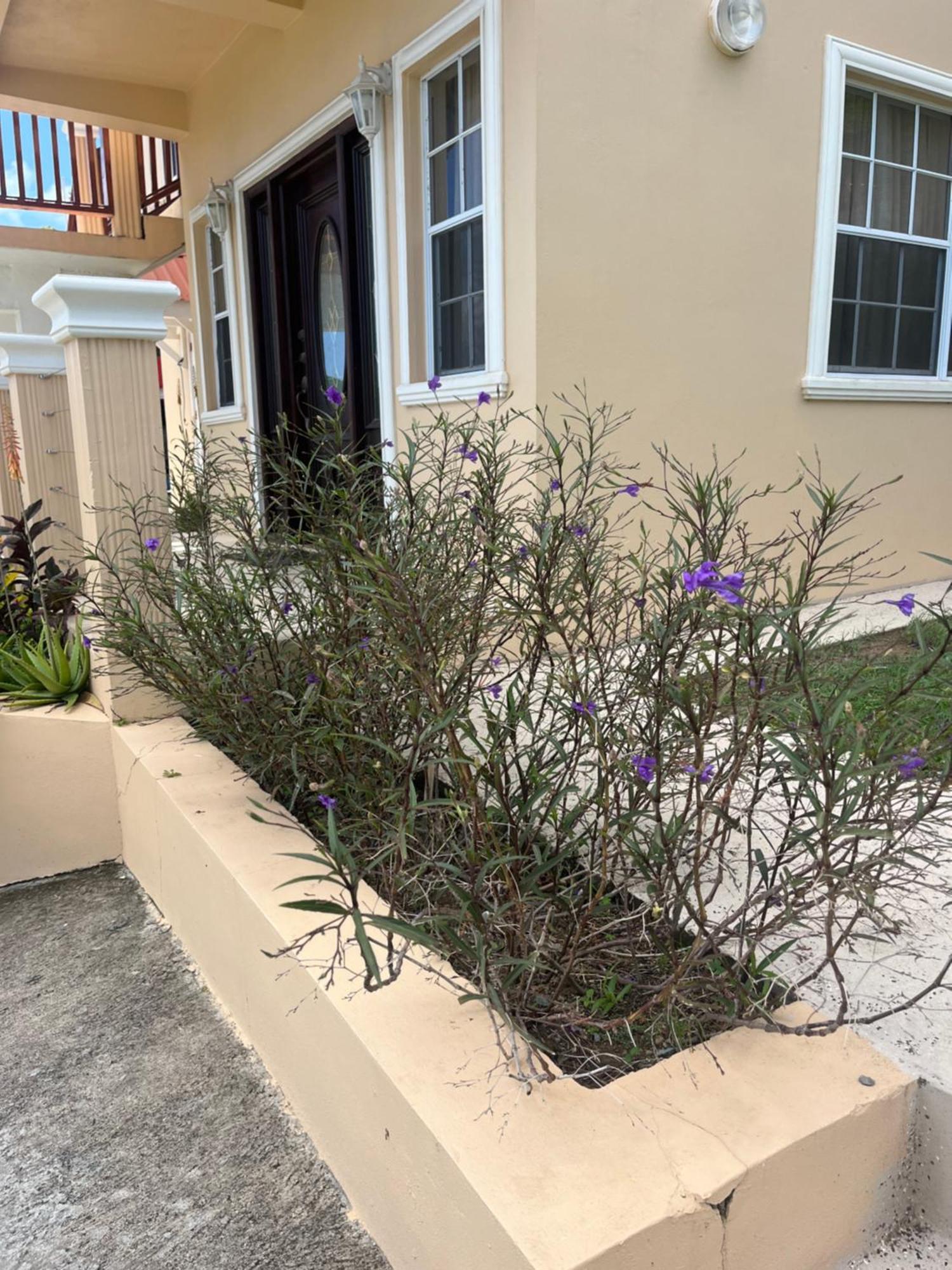 Appartamento Belle Breeze Haven Gros Islet Esterno foto